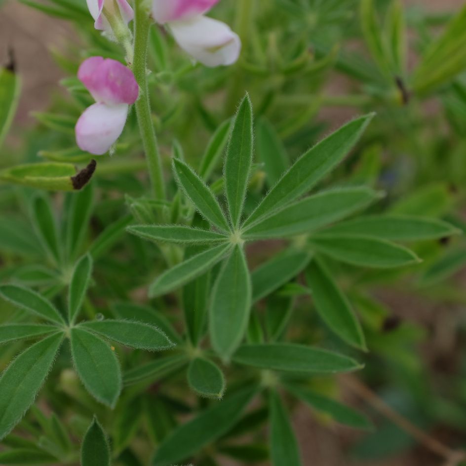 la-bo-te-graines-lupin-avalune-white-pink-graines-bio image 2