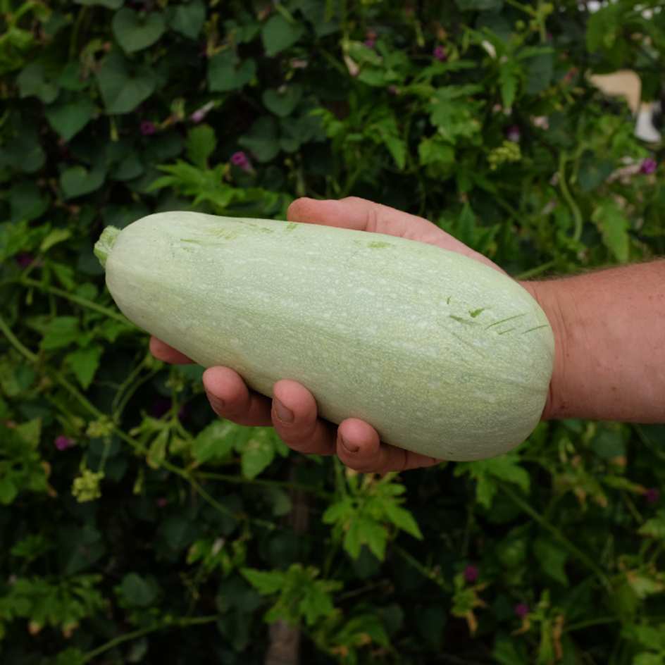 la-bo-te-graines-graines-l-gumes-courgette-blanche-d-egypte-bio-chair-ferme image 3