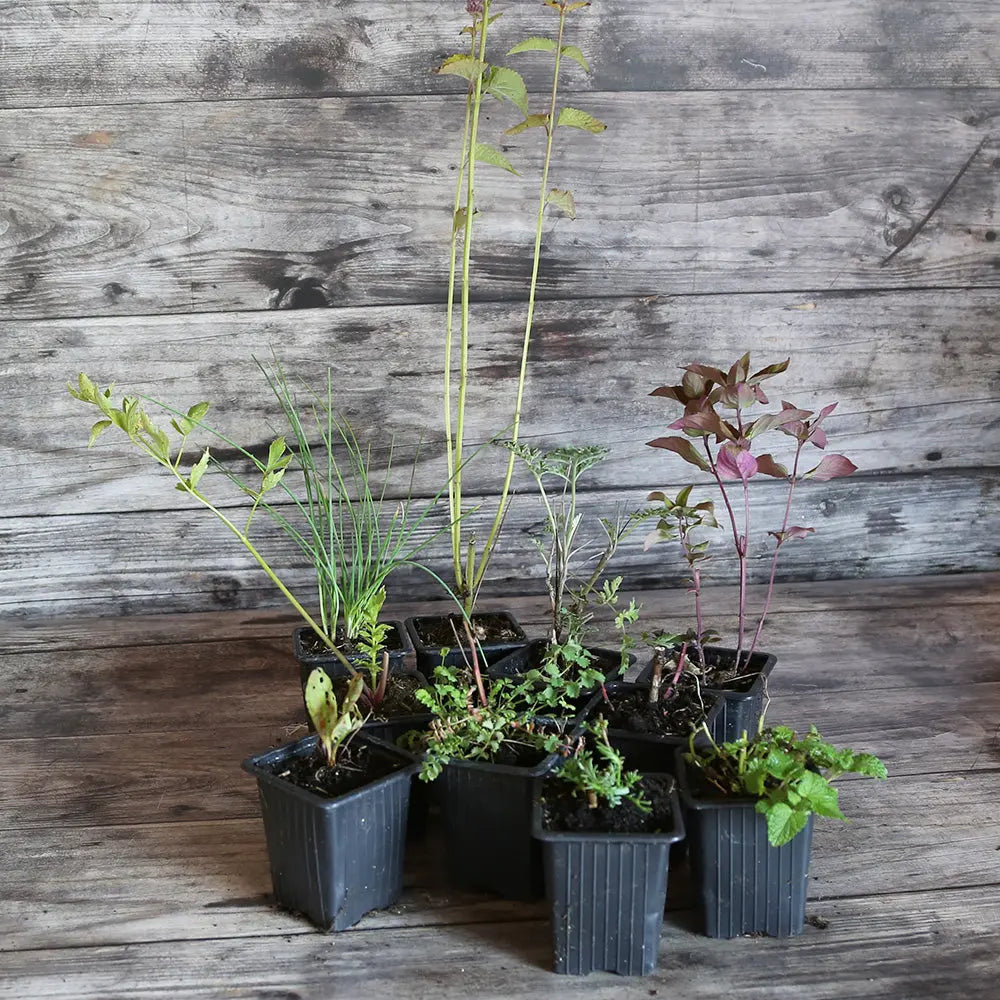 ferme-de-sainte-marthe-collection-9-plants-ombre-aromatiques-bio image 2