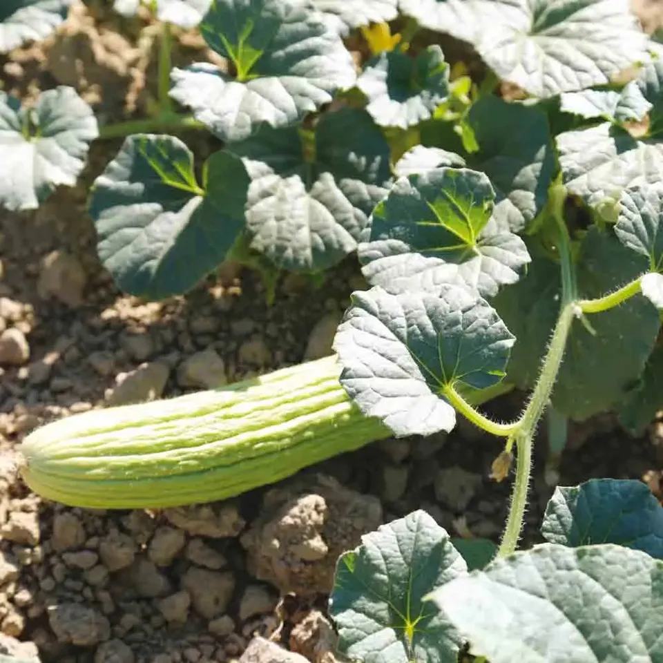 ferme-de-sainte-marthe-arm-nien-melon-concombre-graines-bio-doux image 1