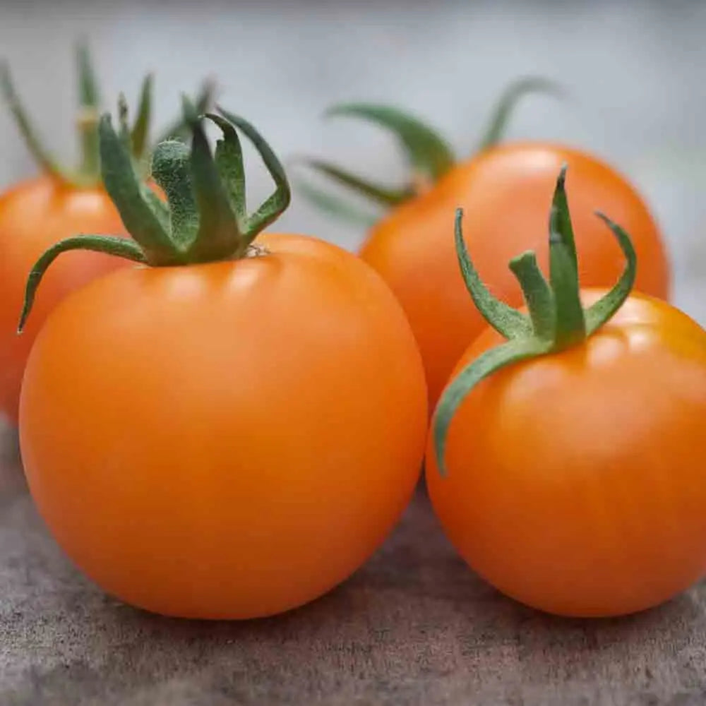 ferme-de-sainte-marthe-orange-bourgoin-graines-tomate-bio-sucr-e image 1