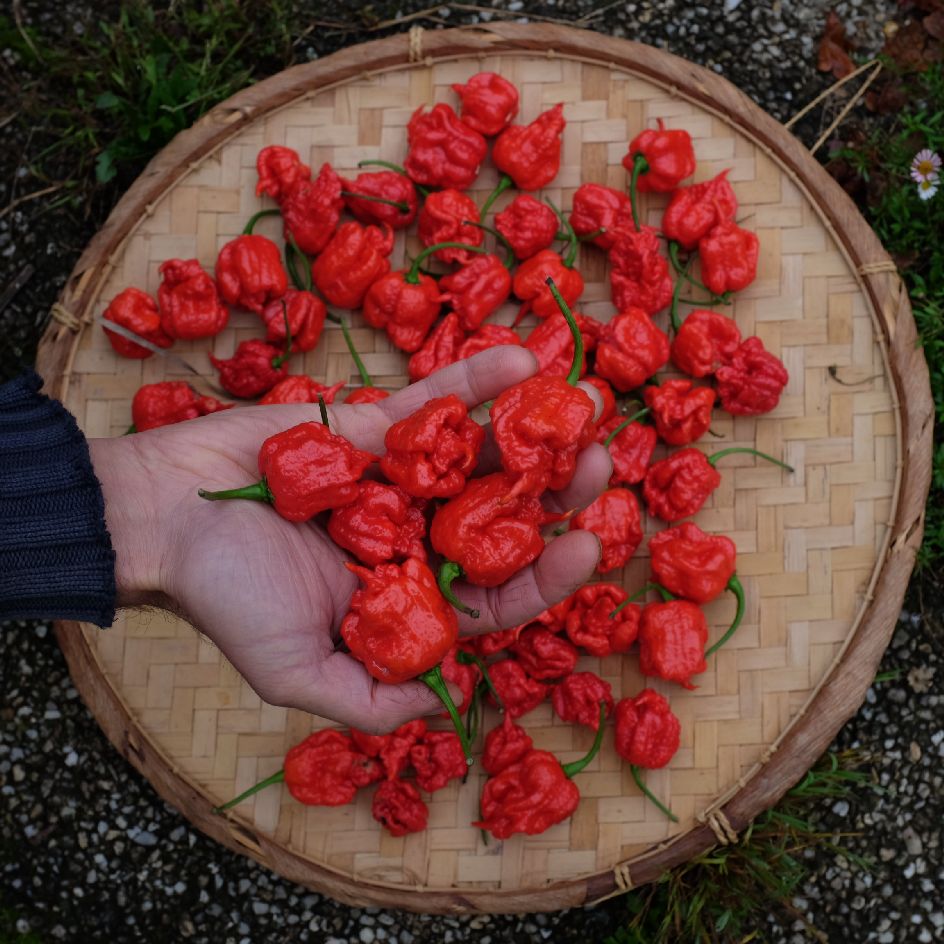 la-bo-te-graines-carolina-reaper-graines-de-piment-bio image 3