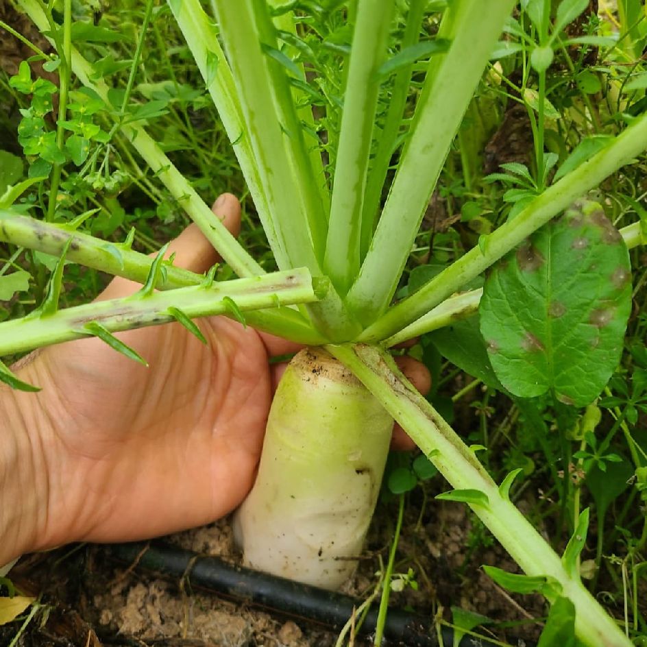 la-bo-te-graines-radis-daikon-minowase-summercross-bio-graines image 2