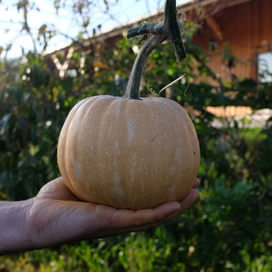 la-bo-te-graines-courge-carat-mini-muscade-graines-bio image 3