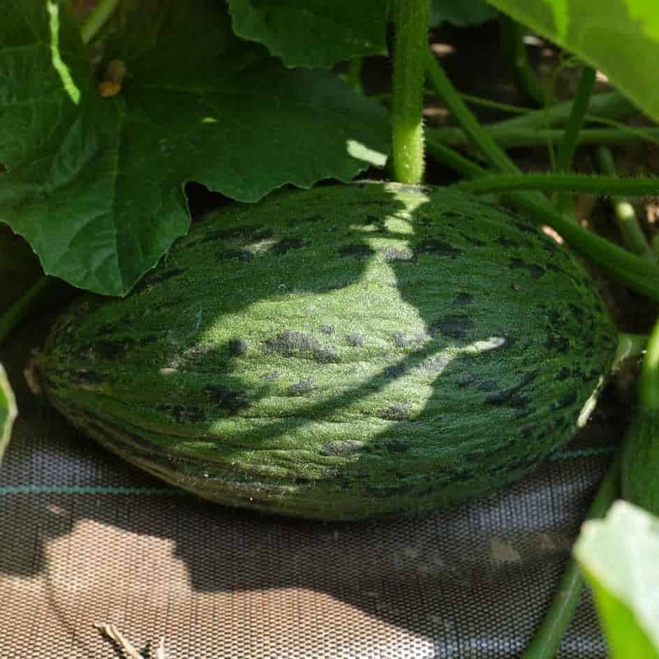 la-bo-te-graines-melon-piel-de-sapo-bio-graines-potager-de-garde image 5