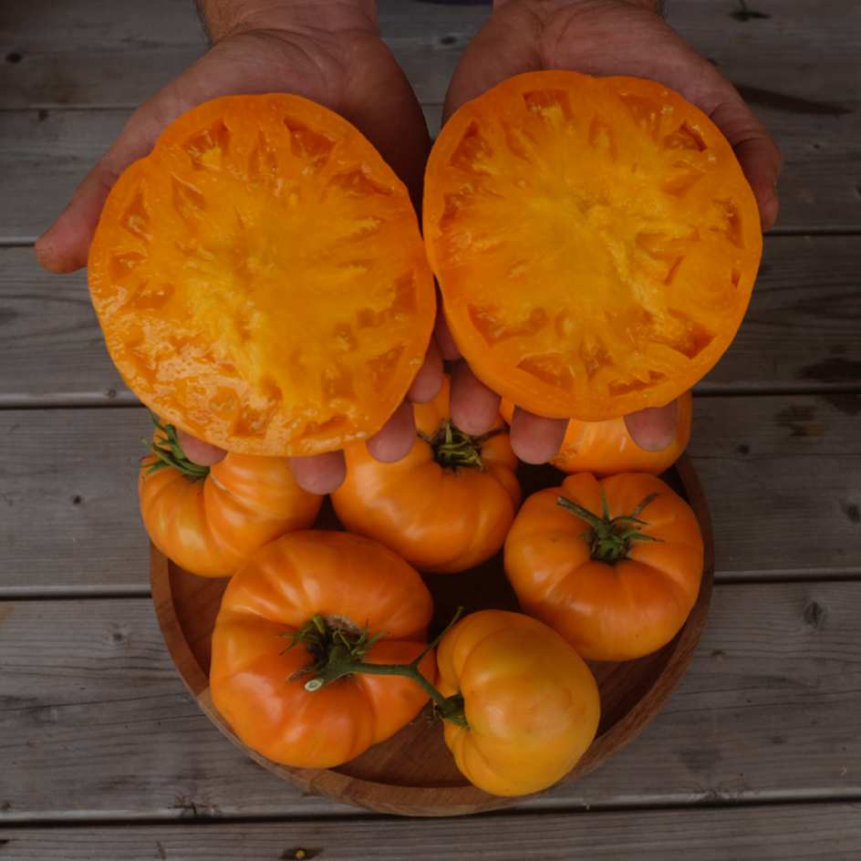 la-bo-te-graines-tomate-dr-wyche-s-yellow-graines-bio-jaune image 2