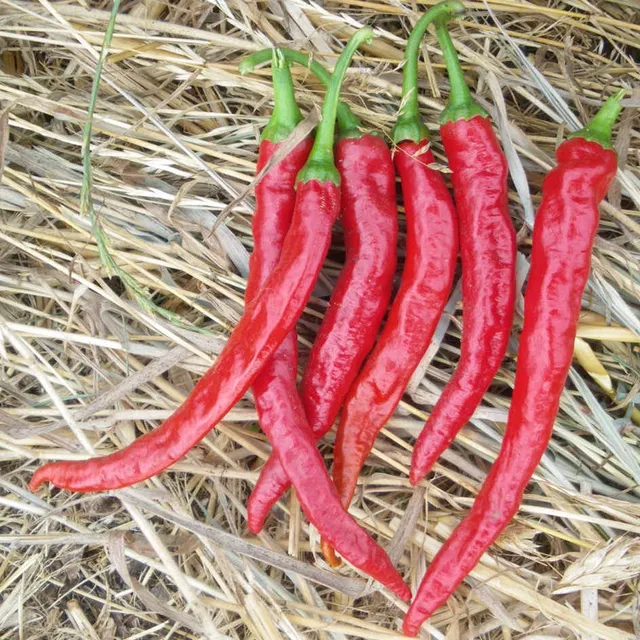 la-bo-te-graines-graines-l-gumes-piment-de-cayenne-bio-graines-piment-fort image 1