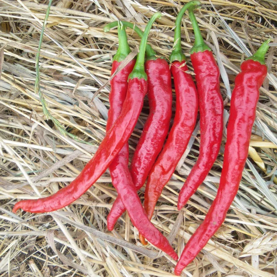 la-bo-te-graines-graines-l-gumes-piment-de-cayenne-bio-graines-piment-fort image 1