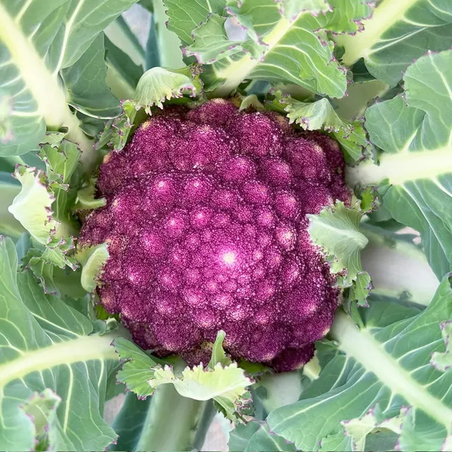 ferme-de-sainte-marthe-chou-brocoli-violet-du-cap-graines-bio image 1