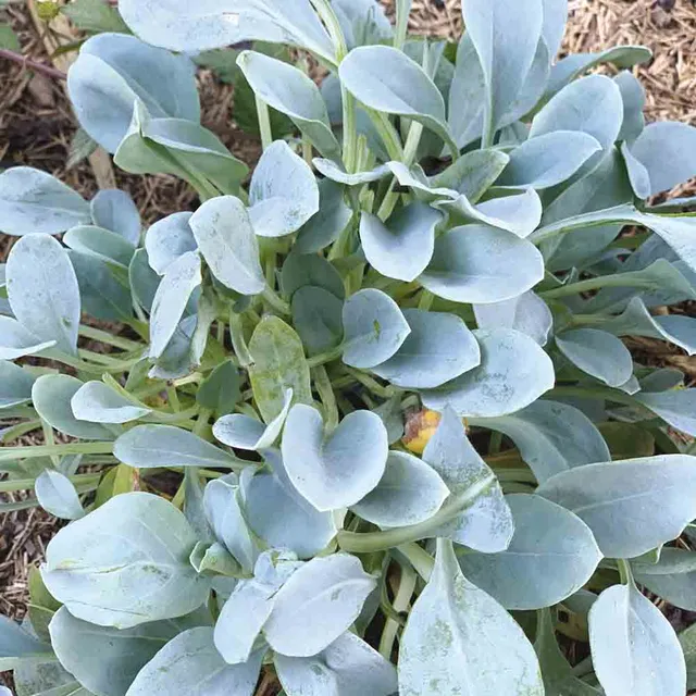 ferme-sainte-marthe-mertensia-maritima-plante-hu-tre-graines image 1