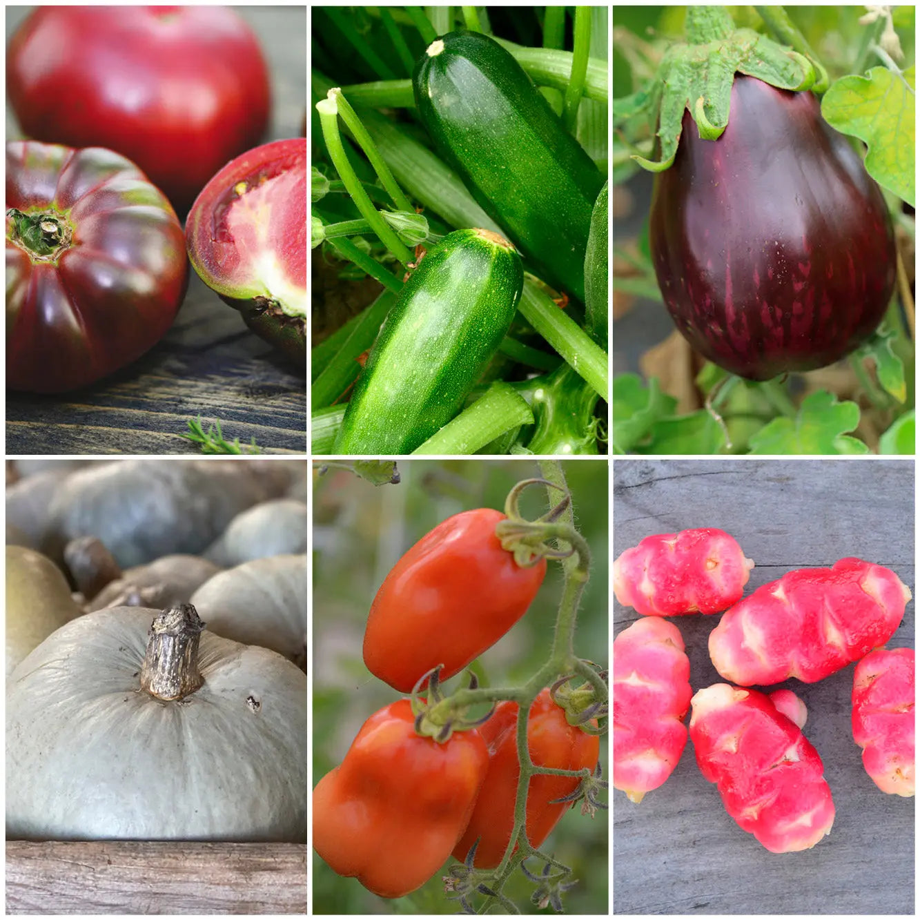 ferme-de-sainte-marthe-potager-voyageur-collection-bio image 1