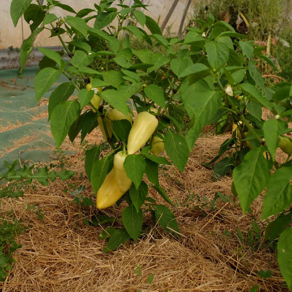 la-bo-te-graines-poivron-cecei-bio-graines-potag-res-hongroise image 3