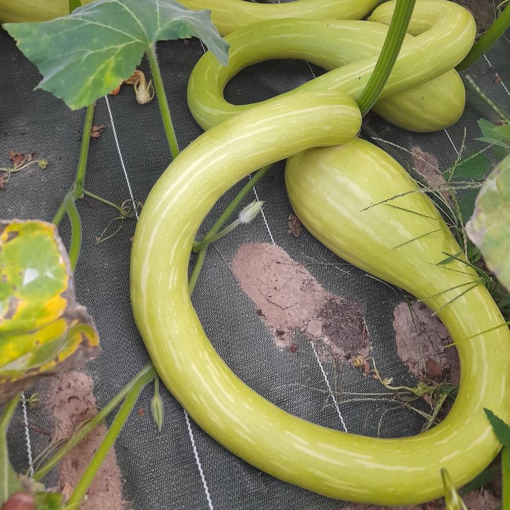 les-semences-de-l-ombelle-albenga-courge-musqu-e-graines-bio image 2