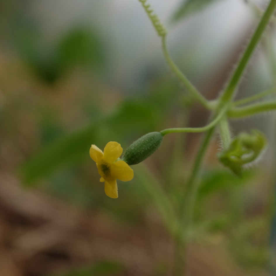 la-bo-te-graines-melothria-scabra-bio-graines-mini-concombre image 3