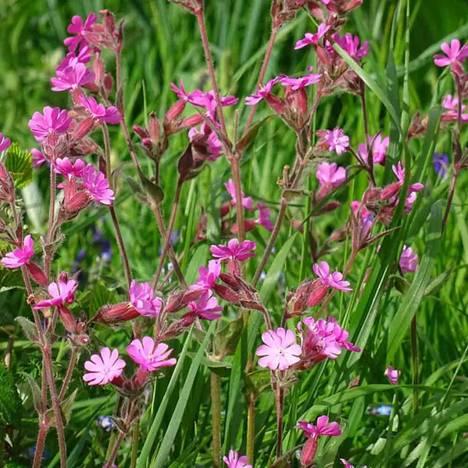 ferme-de-sainte-marthe-compagnon-rouge-sil-ne-graines-fleurs-bio image 1