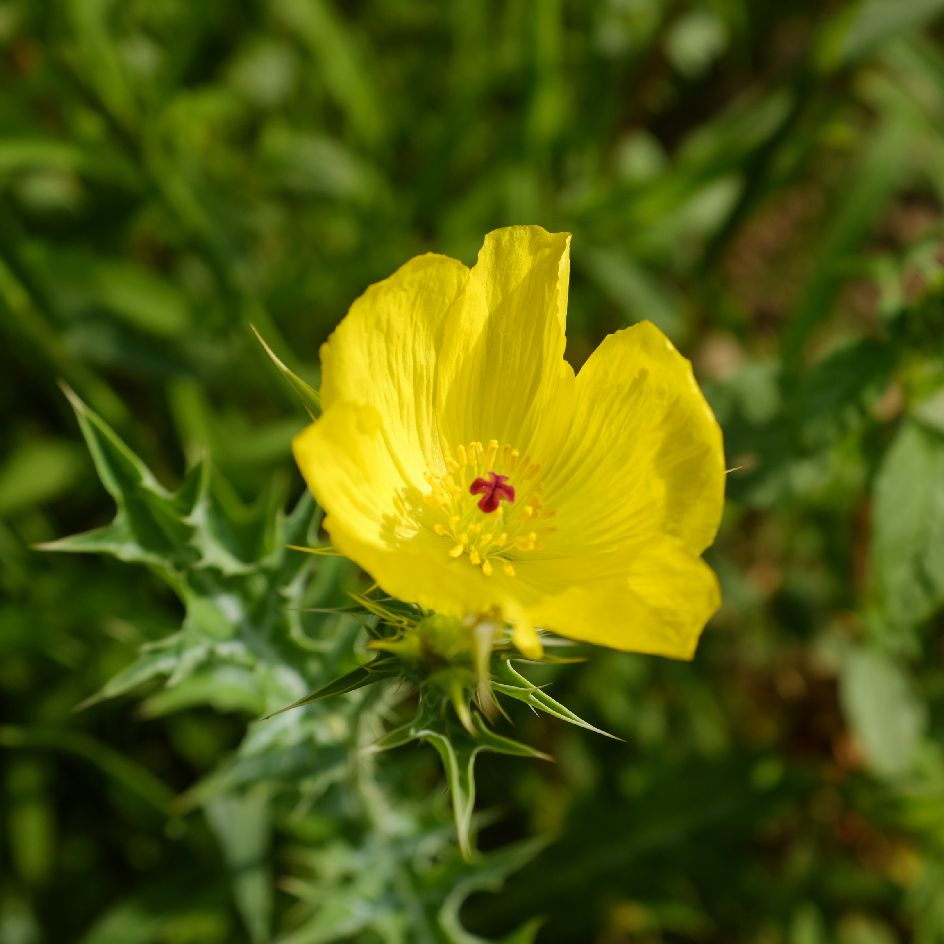 la-bo-te-graines-argemone-mexicaine-graines-fleurs-bio image 2