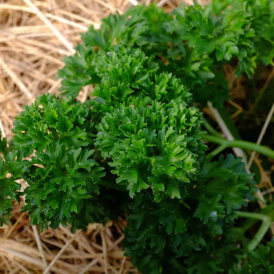 la-bo-te-graines-persil-moskrul-2-graines-aromatiques-bio image 2