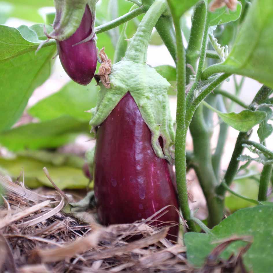 la-bo-te-graines-aubergine-violette-de-toulouse-graines-bio image 4