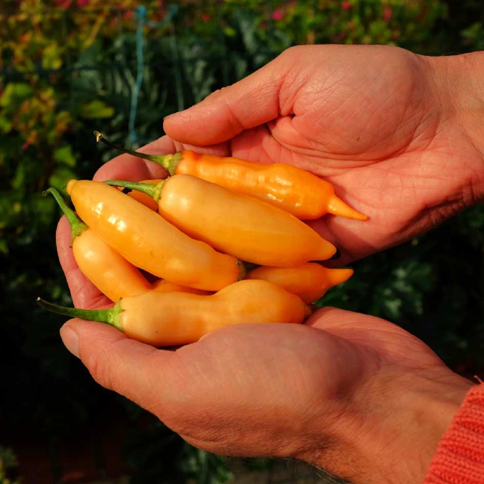la-bo-te-graines-piment-sugar-rush-peach-graines-bio image 1