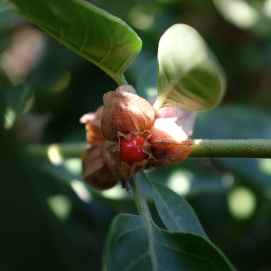 la-bo-te-graines-ashwagandha-graines-withania-bio-1-m-tre image 4