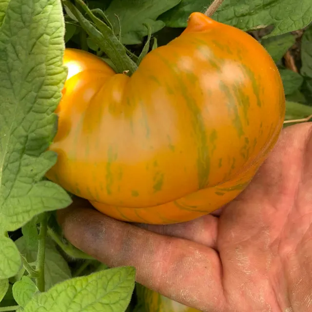 les-semences-de-l-ombelle-jipaulia-graines-de-tomate-bio image 1