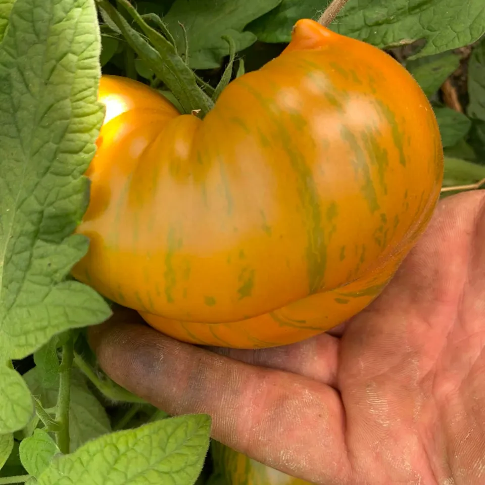 les-semences-de-l-ombelle-jipaulia-graines-de-tomate-bio image 1