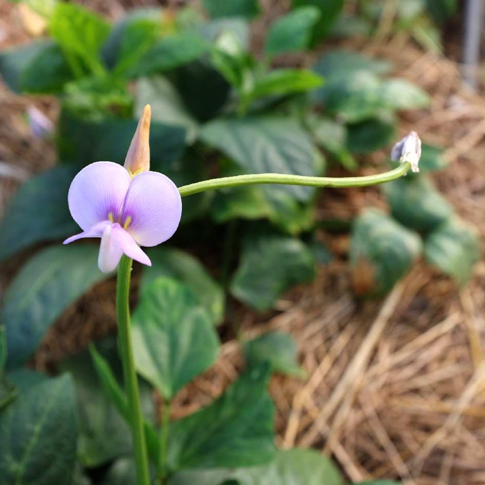 la-bo-te-graines-haricot-kilom-tre-nain-bio-graines-potager-60-cm image 2