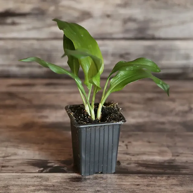 ferme-sainte-marthe-ail-des-ours-plant-bio-vivace-30-cm image 1