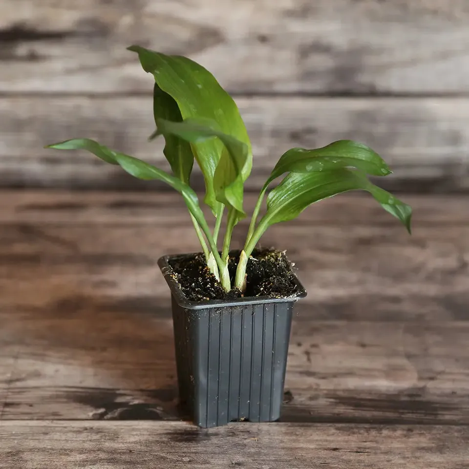 ferme-sainte-marthe-ail-des-ours-plant-bio-vivace-30-cm image 1