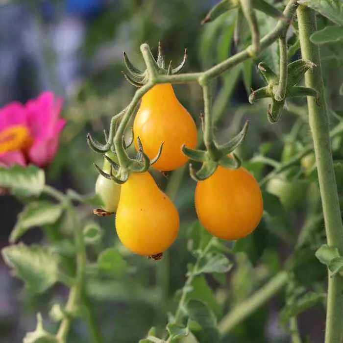 les-semences-de-l-ombelle-tomate-yellow-submarine-graines-bio image 1