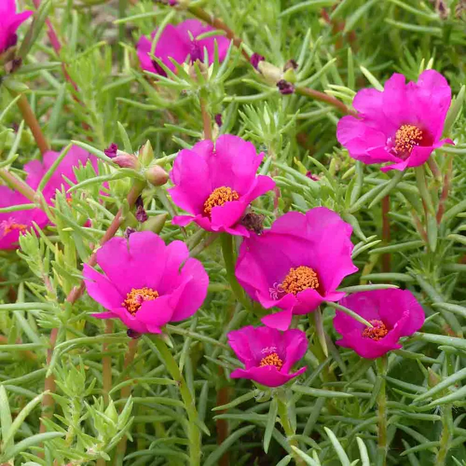 ferme-de-sainte-marthe-pourpier-ruby-graines-bio-fuchsia image 1