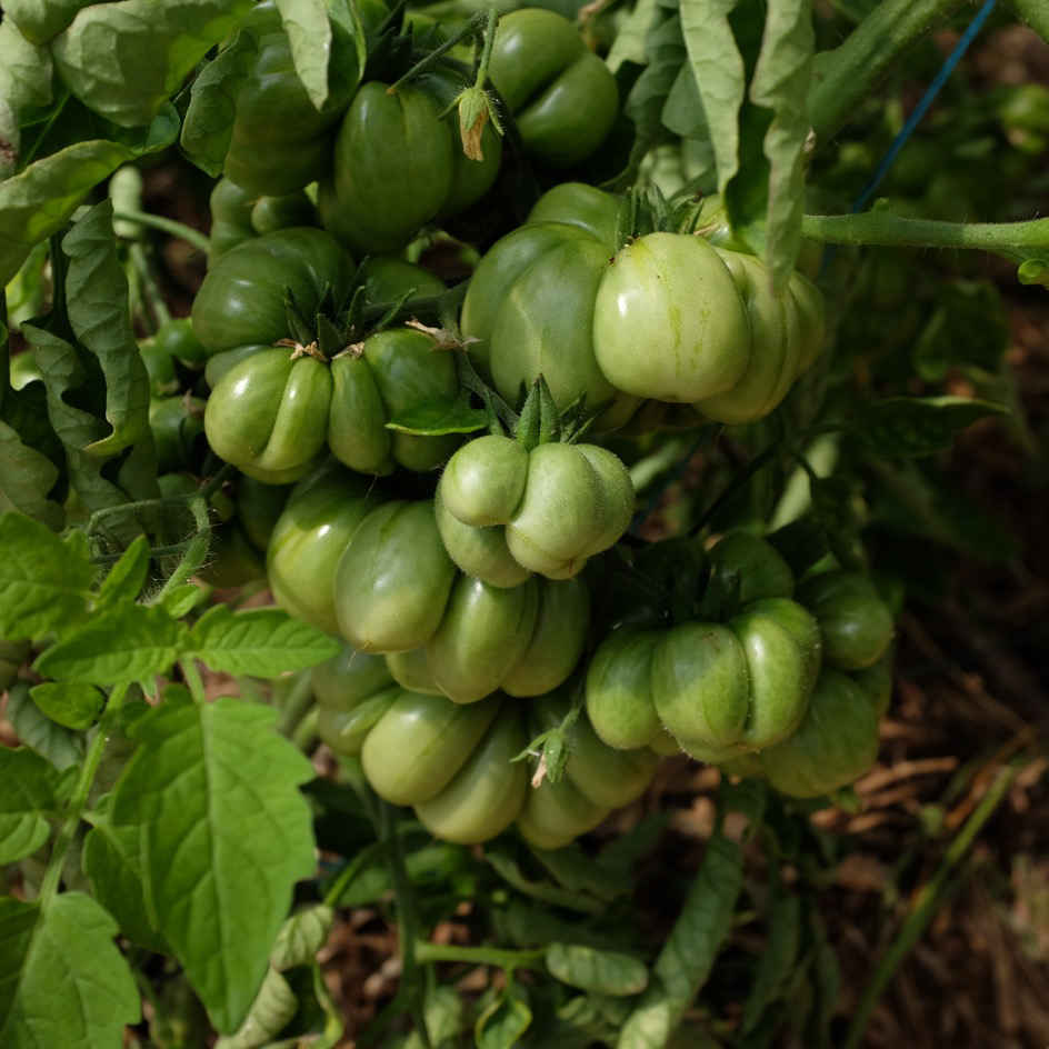 la-bo-te-graines-tomate-voyage-bio-graines-100-g image 4