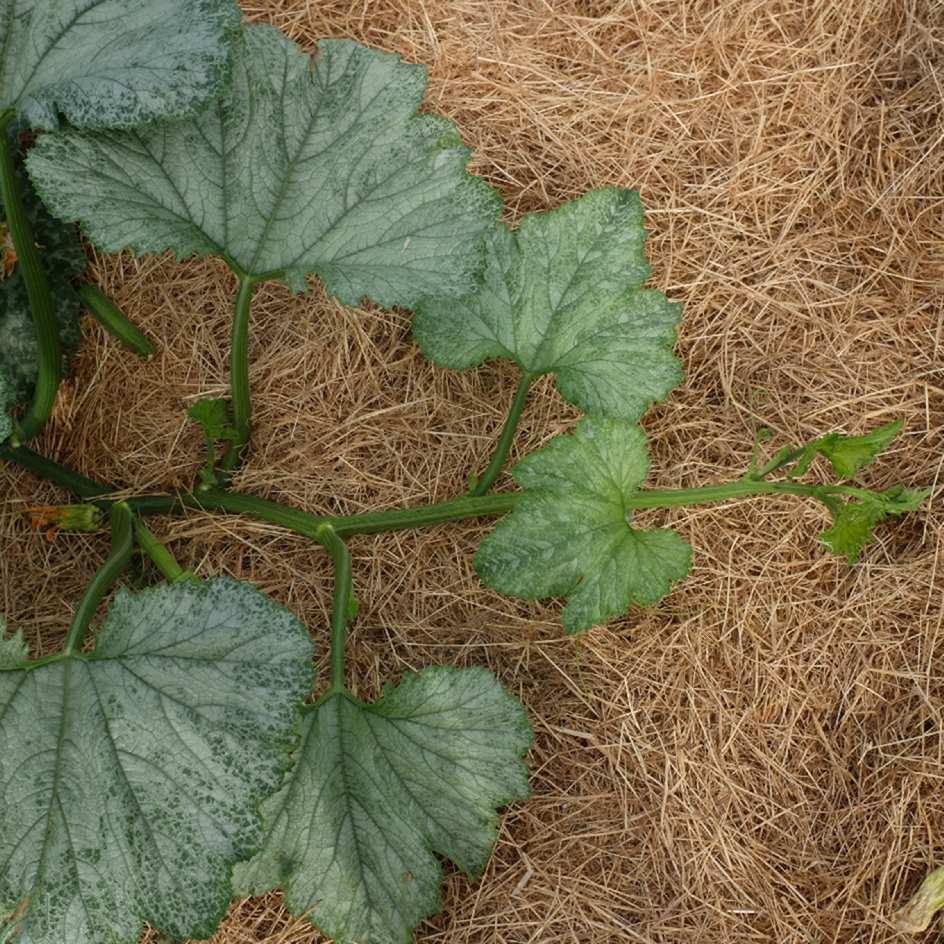 la-bo-te-graines-graines-l-gumes-courgette-ola-escaladora-bio-grimpante image 2