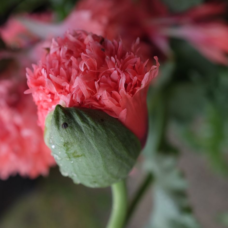 la-bo-te-graines-pavot-double-rose-bio-graines-fleurs image 2