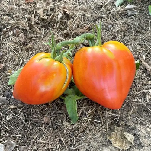 ombelle-tomate-c-ur-de-b-uf-rouge-semences-bio-potag-res image 1