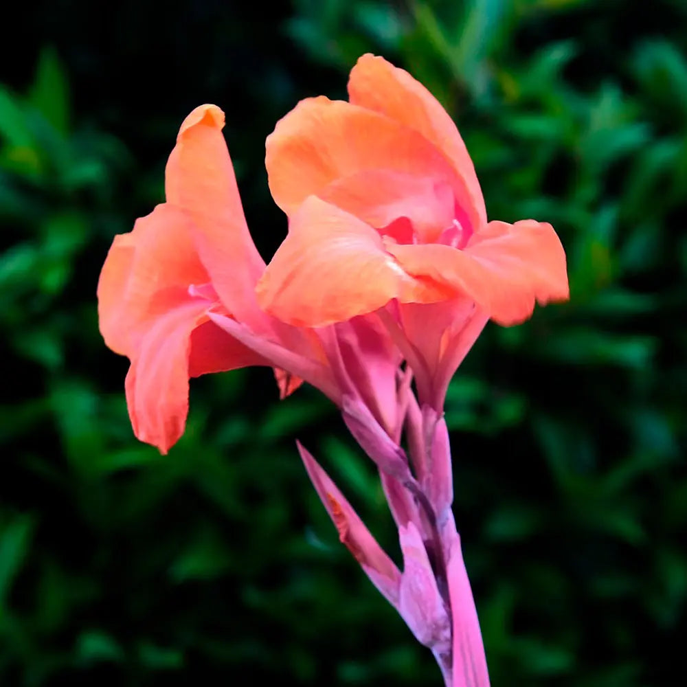 ferme-de-sainte-marthe-canna-indica-salmon-pink-bulbe-saumon image 1