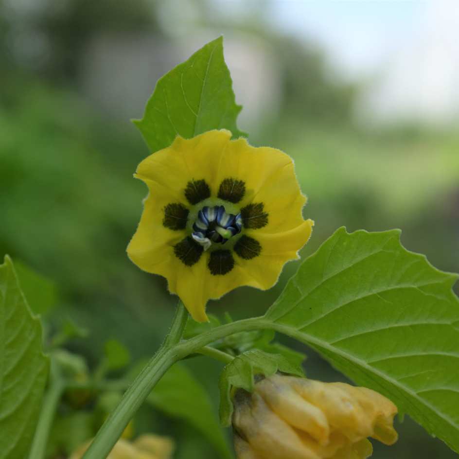 la-bo-te-graines-physalis-toma-verde-bio-graines-potag-res-verte image 3
