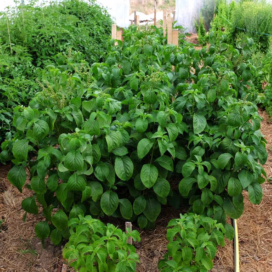 la-bo-te-graines-basilic-clou-de-girofle-graines-aromatiques-bio image 1