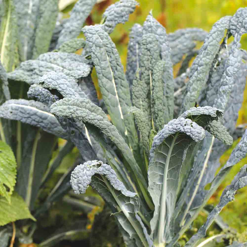 ferme-de-sainte-marthe-chou-kale-lacinato-graines-bio-palmier image 1