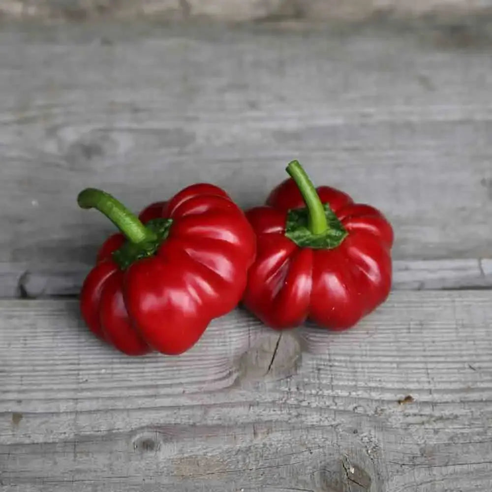 ferme-de-sainte-marthe-piment-tomate-plant-bio-doux-sucr image 2