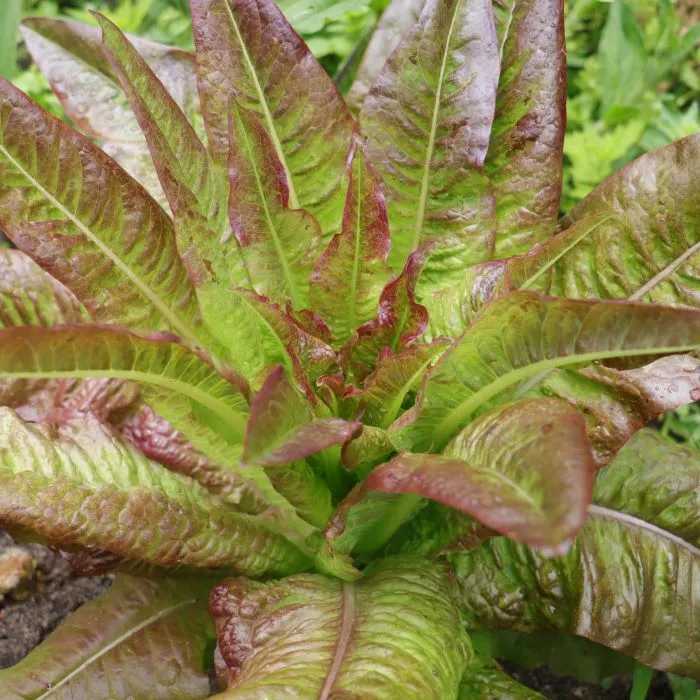 les-semences-de-l-ombelle-laitue-romaine-oreille-du-diable-bio image 1