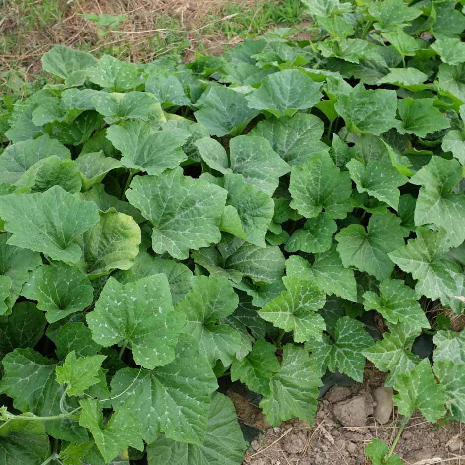 la-bo-te-graines-shishigatani-graines-courge-bio-sucr-e image 3