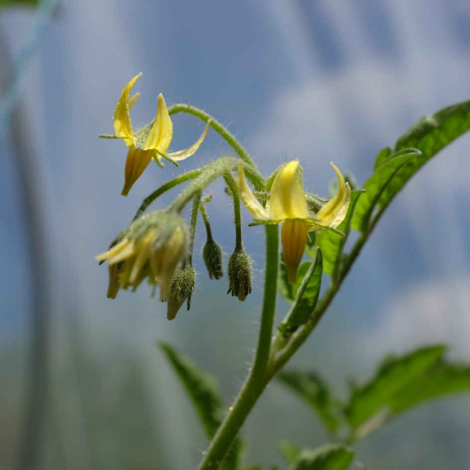 la-bo-te-graines-graines-l-gumes-tomate-poire-rouge-bio image 2