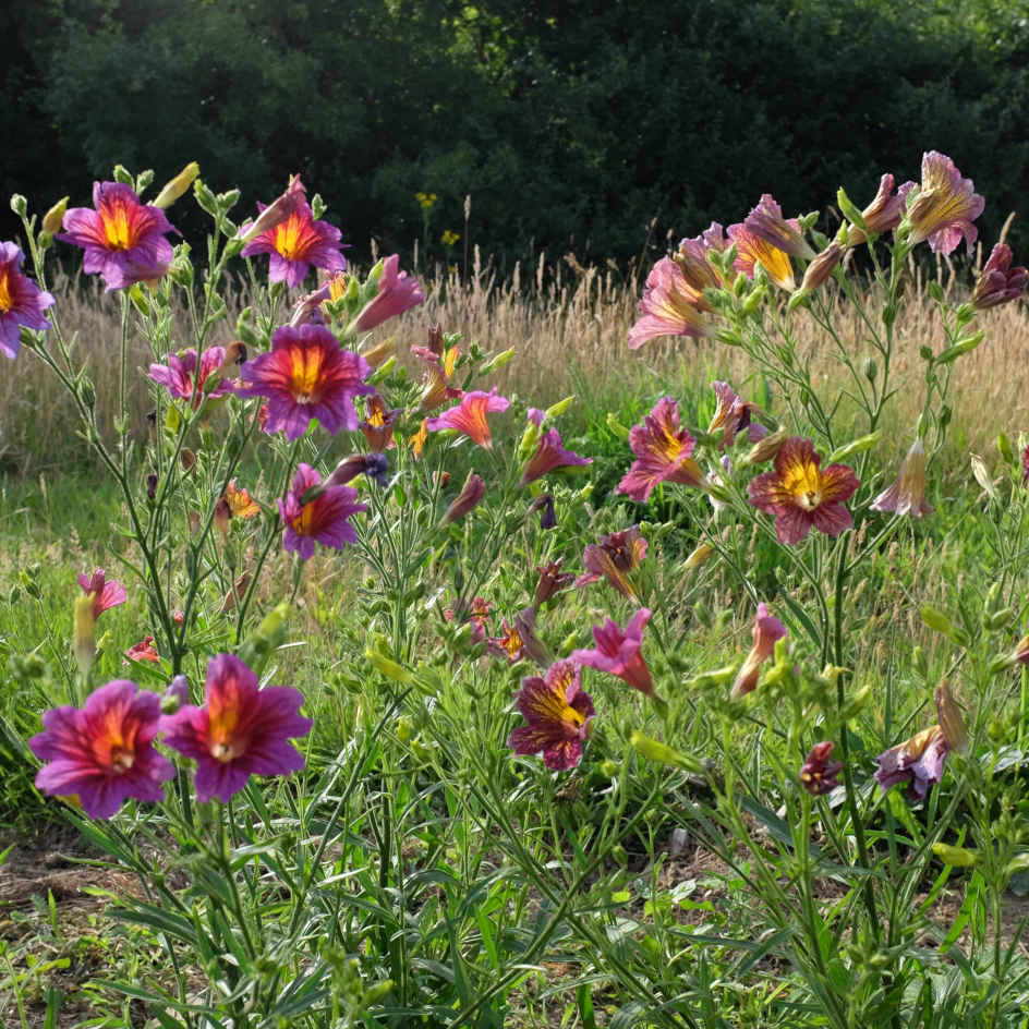 la-bo-te-graines-salpiglossis-sinuata-m-lange-graines-fleurs-bio image 3