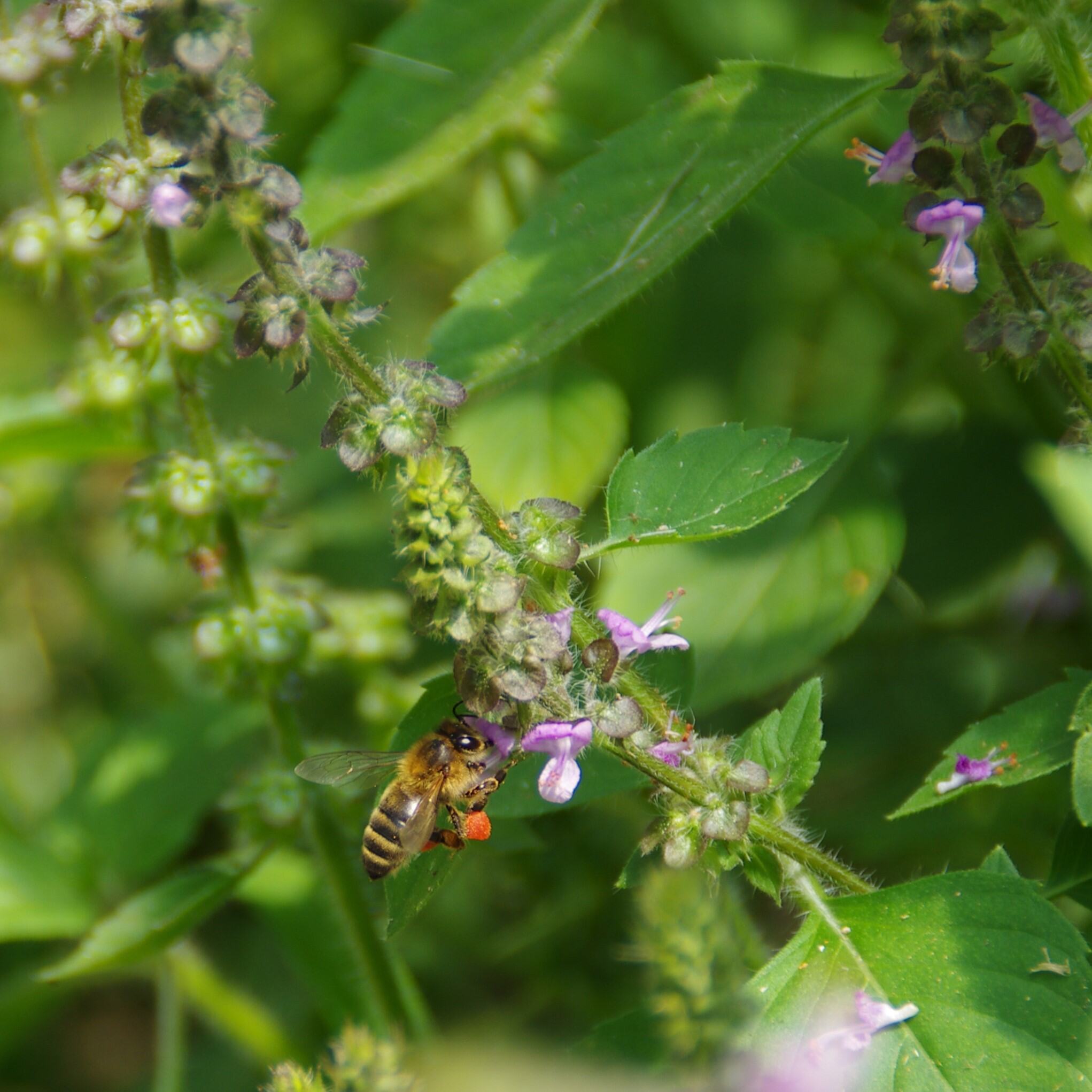 les-semences-de-l-ombelle-tulsi-graines-basilic-sacr-bio image 3