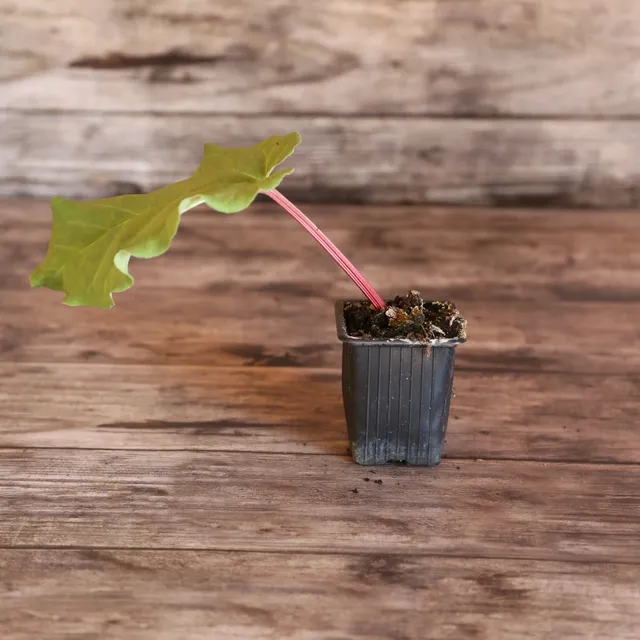 ferme-de-sainte-marthe-rhubarbe-glaskins-perpetual-plant-bio image 1