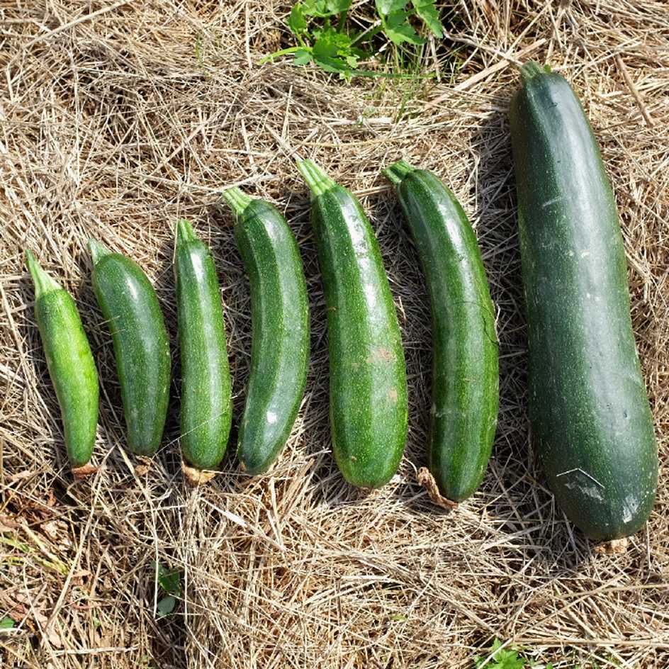 la-bo-te-graines-black-beauty-graines-de-courgette-bio-productive image 2