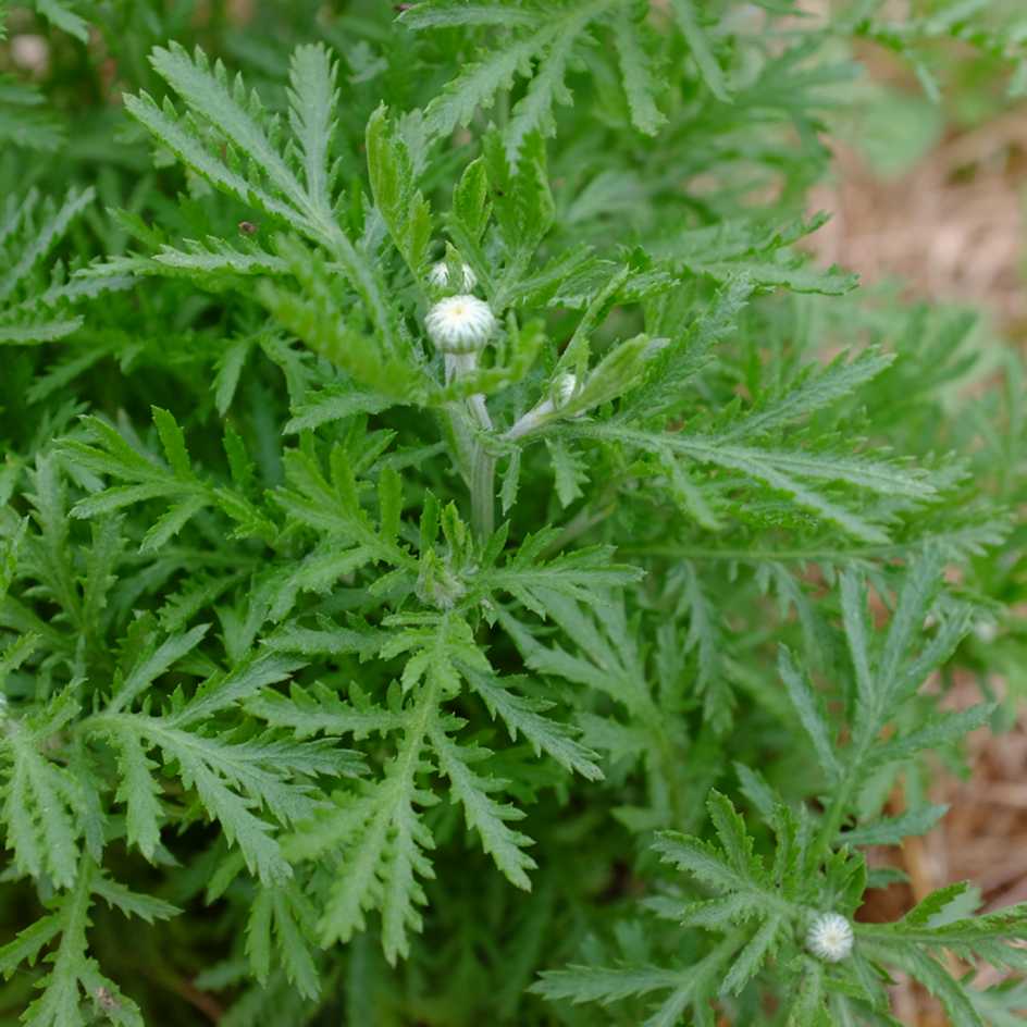la-bo-te-graines-anth-mis-teinturiers-graines-fleurs-bio-vivace image 4