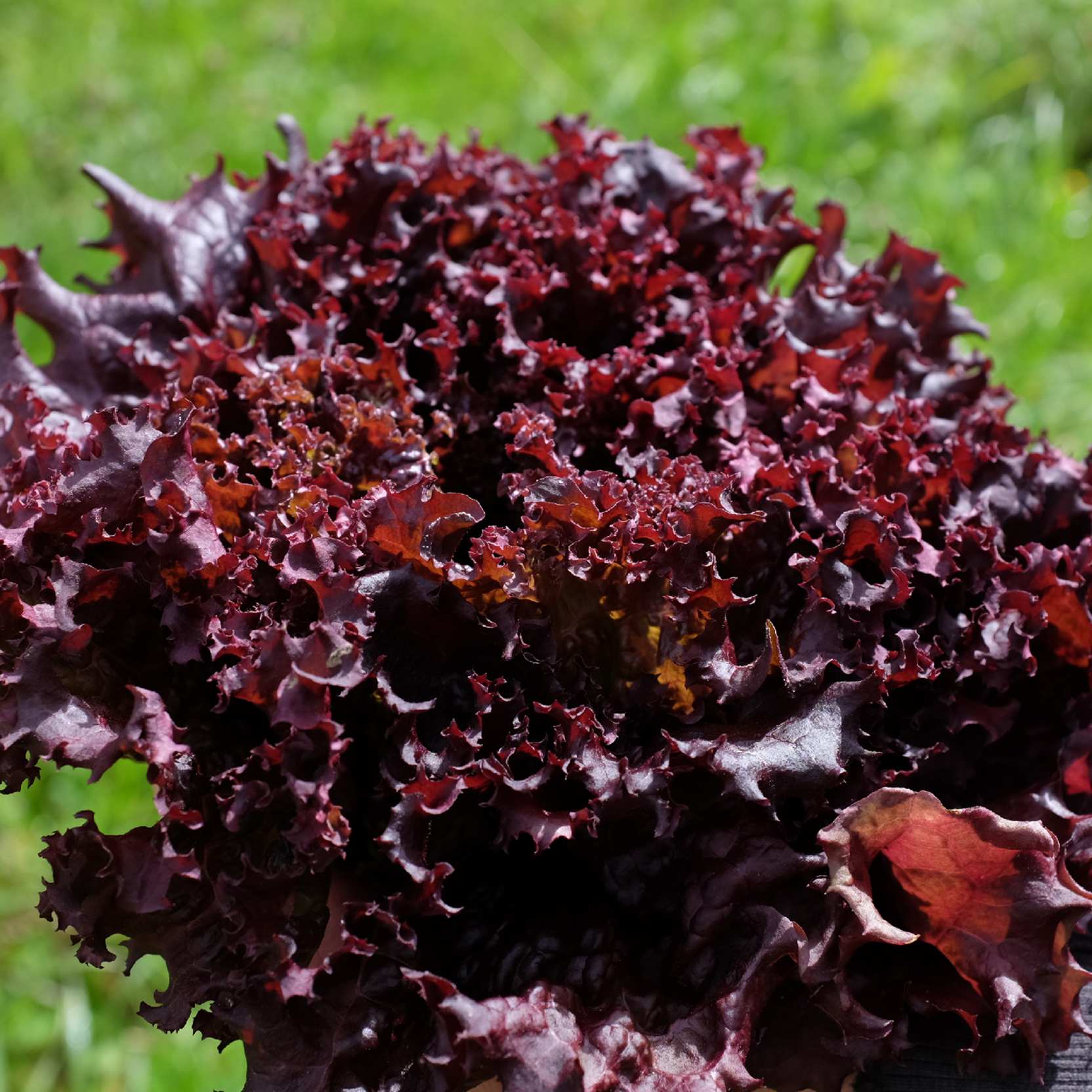 la-bo-te-graines-laitue-lollo-rossa-graines-l-gumes-bio-couper image 2