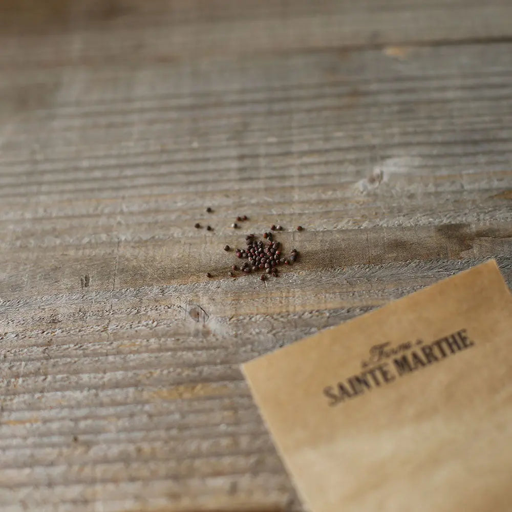 ferme-de-sainte-marthe-chou-fleur-violet-de-sicile-graines-bio image 2